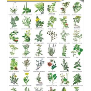 Rośliny lecznicze i zioła – Tablica edukacyjna 70x100 cm